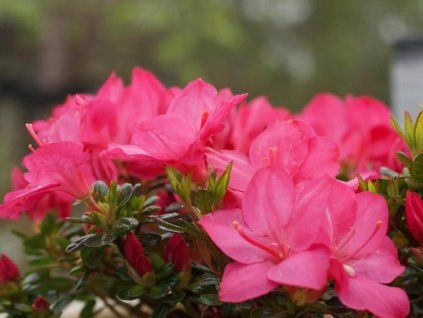 Japonská azalka 'Anouk' (Balení kontejner C2)