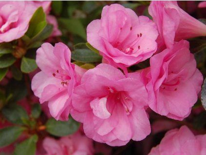 Japonská azalka 'Rosebud' (Balení kontejner C2)