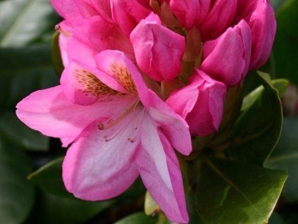 Rododendron 'Arkadius' (Balení kontejner p9)