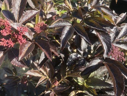 Bez černý 'Thundercloud' (Balení kontejner C2)