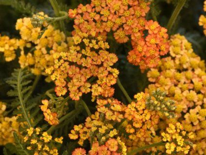 130435 milly rock yellow