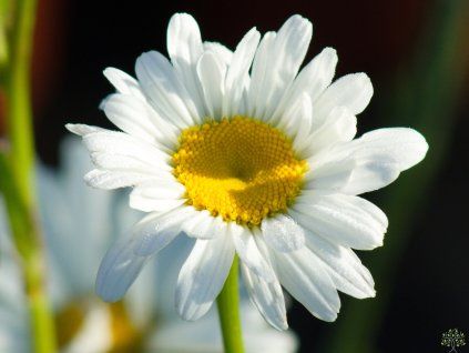 Leucanthemum Fluffy (2)