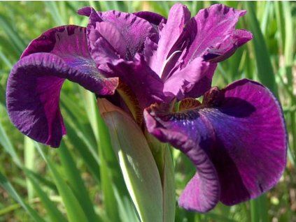 Kosatec sibiřský 'Devil's Dream' - Iris sibirica 'Devil's Dream' (Balení kontejner C1/C2)