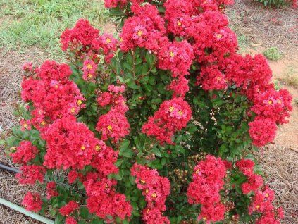 Lagerstroémie 'Enduring Red' (Balení kontejner C4)