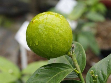 Citrus 'Agrionja' (Balení kontejner C2)