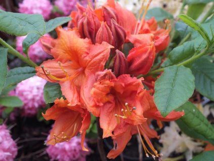 Azalka 'Hotspur Red' (Balení kontejner C5)