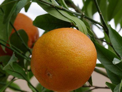 Mandarinka 'Oronules' (Balení kontejner C2)