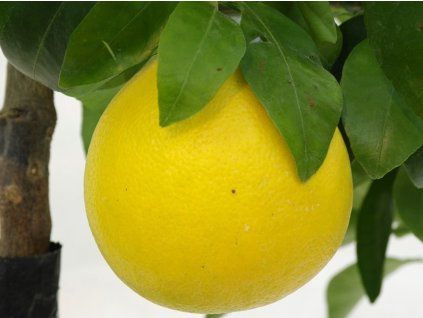 Grep 'Marsh Seedless' (Balení kontejner C2)