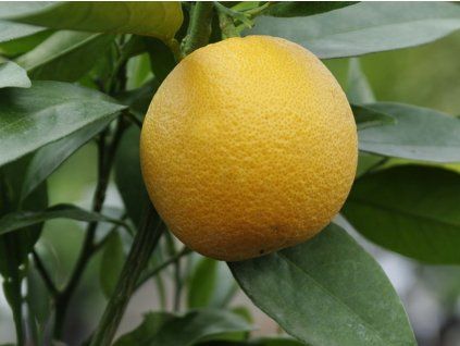 Pomerančovník 'Haraguchi' (Balení kontejner C2)