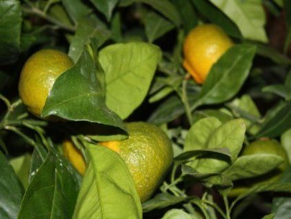 Mandarinka 'Kartuli' (Balení kontejner C2)