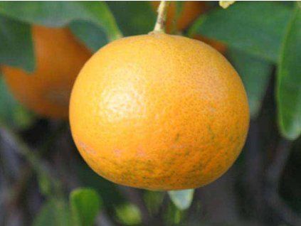 Mandarinka 'Kinnow' (Balení kontejner C2)
