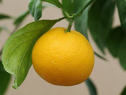 Mandarinka 'Ayky' (Balení kontejner C2)