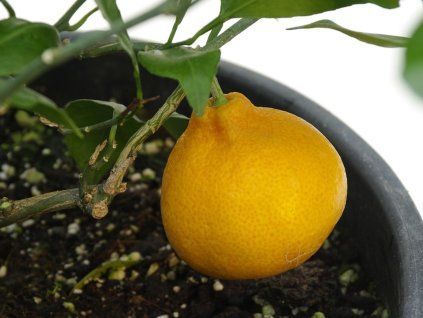 Mandarinka 'Saigon SRA 29' (Balení kontejner C2)