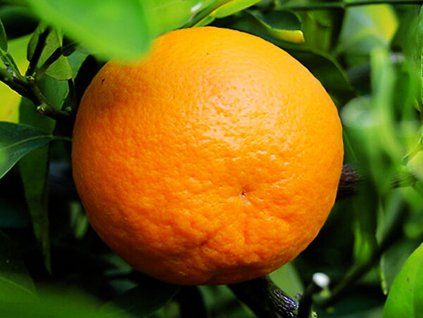 Mandarinka 'Dancy' (Balení kontejner C2)