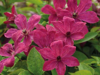 Plamének 'Expander' (Balení kontejner C2)