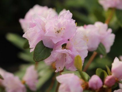 Rododendron daurský 'April Reign' (Balení kontejner C2)