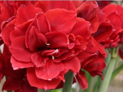 134178 1 amarylis red toro