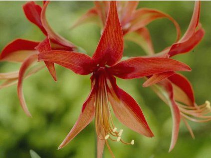 134193 1 amarylis merengue