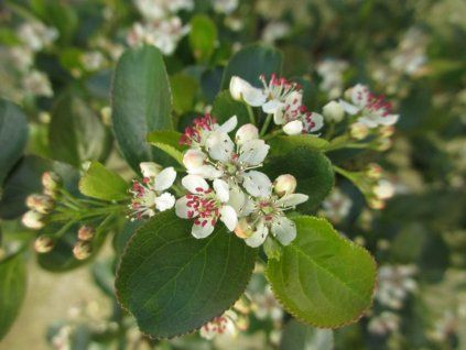 Černý jeřáb 'Revontuli Hedger'® (Balení kontejner C3)