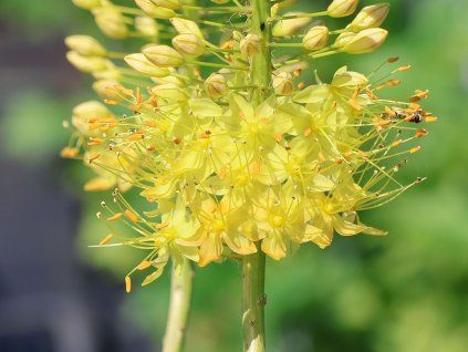 135063 liliochvostec solid yellow eremurus isabellinus solid yellow