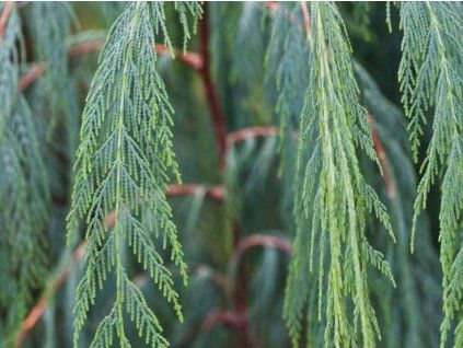 135351 cypris kasmirsky