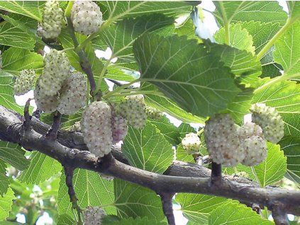 135504 moruse bila white berry