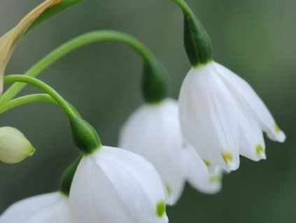 Bledule 'White Supers' (Balení kontejner p12)