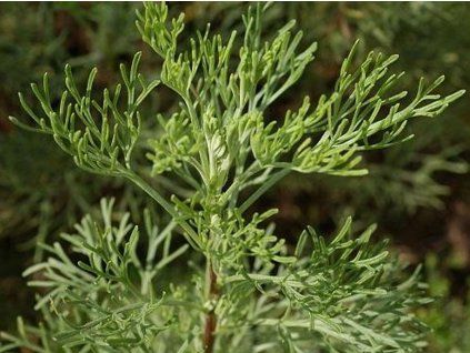 55209 1 pelynek brotan