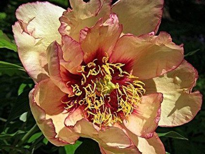 55593 1 spring karneval