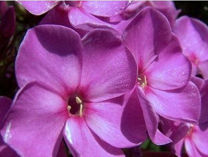 55851 1 pink lady p