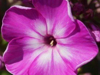 55968 1 purple flame 1