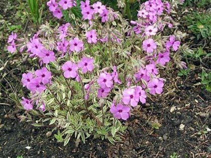 56028 1 plam nka variegata
