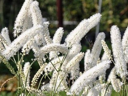 56310 1 white pearls