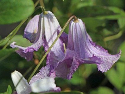 103160 betty corning