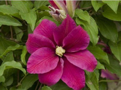 Plamének 'Sunset' (Balení kontejner C2)