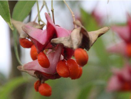 104030 2 euonymus clivicolus 03