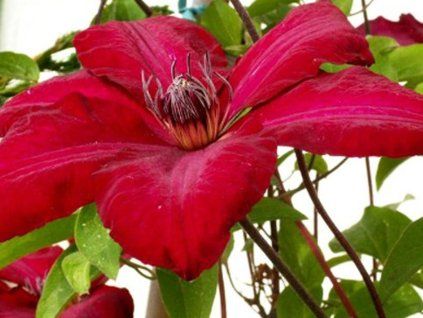 Plamének 'Solidarnosc' (Balení kontejner C2)