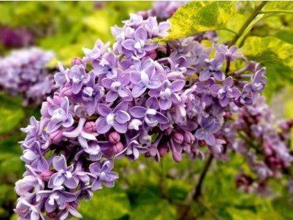 Šeřík obecný 'Aucubaefolia' (Balení kontejner C1,5)