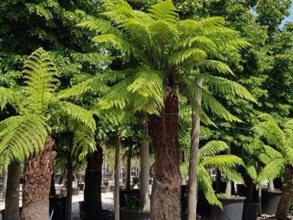 Diksonie antarktická (Balení kontejner p14)