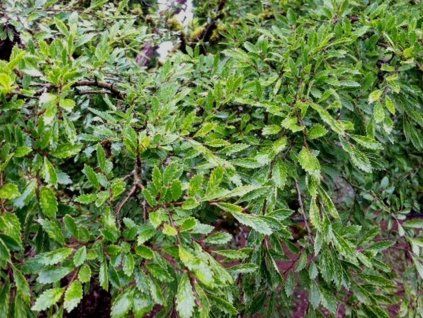 119267 1 ulmus