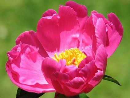 120045 1 medicine
