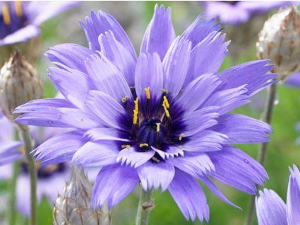 56334 poblekla modra catananche caerulea