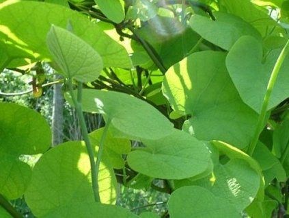 Podražec velkolistý (Balení kontejner C2)