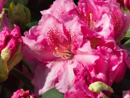 Rododendron 'Claudine' (Balení kontejner C5)