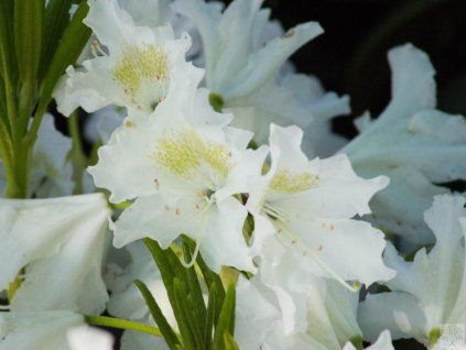 Rododendron 'Cunningham's White' (Balení kontejner C5)