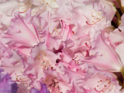 Rododendron 'Fantastica' (Balení kontejner C5)