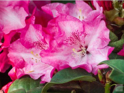 58224 gartendirektor