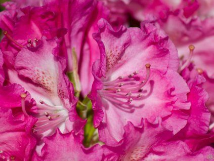 Rododendron 'Germania' (Balení kontejner C5)