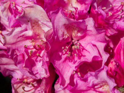Rododendron 'Haaga' (Balení kontejner C5)