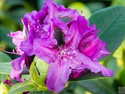 Rododendron 'Peter Alan' (Balení kontejner C5)